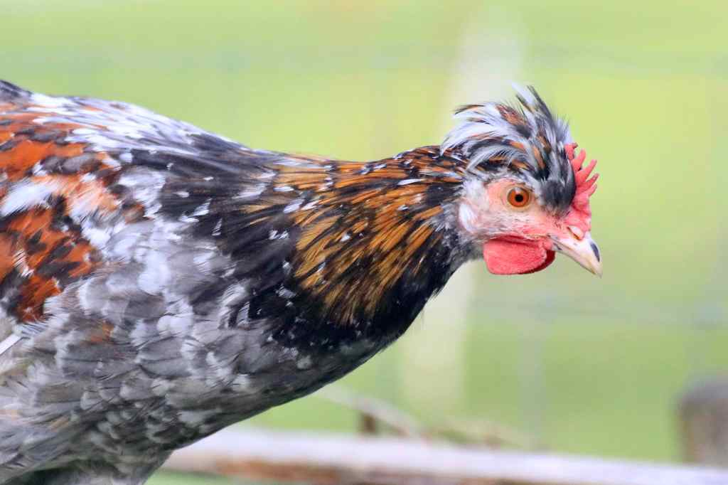 Als aus Resi kiker-Ricky&nbsp;wurde