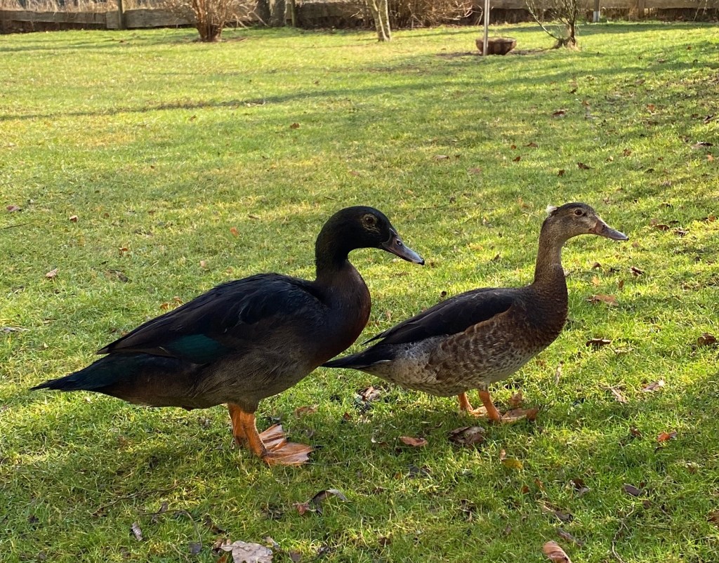 Ente gut – alles&nbsp;gut?